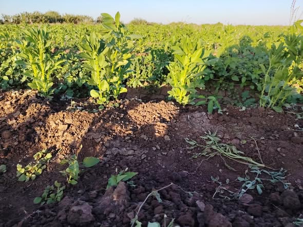 عندي الفول في عمر شهر
داير اشوف لو في اي مراض او اي ملاحظه